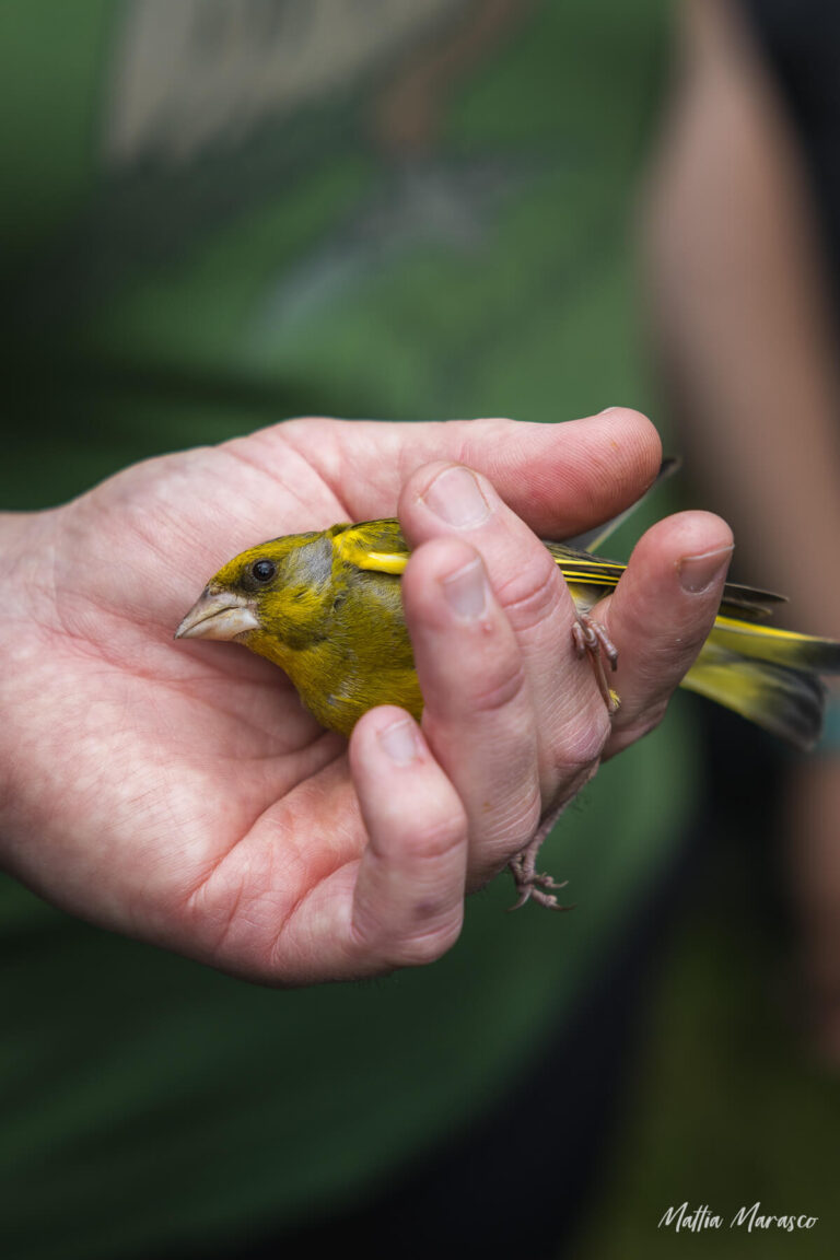 ©mattia-marasco-allrightsreserved-0084